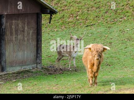 Bovins à poil long des hautes terres de l'Ouest, Bos (prigenius) taureau, et un cerf, Stag, Cervidae, cerf mâle adulte dans un enclos près d'une grange en bois Banque D'Images