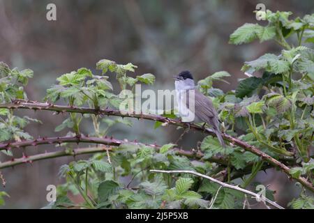 Blackcap (Sylvia atricapilla) chant masculin Norwich Norfolk GB Royaume-Uni avril 2022 Banque D'Images