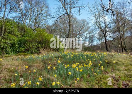 Belle forêt écossaise au printemps avec des lits de jonquilles, ou des fleurs de narcisse entourées d'arbres et d'arbustes, magnifique nature sauvage Banque D'Images