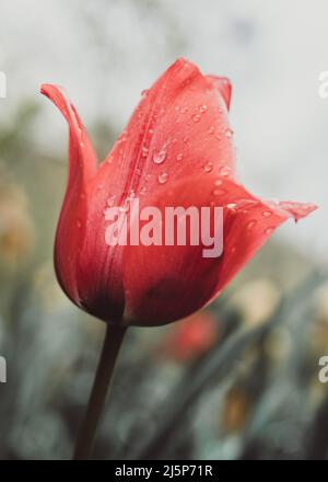 belle tulipe rouge avec gouttes de pluie Banque D'Images