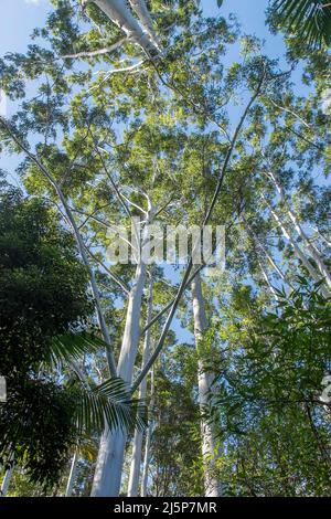 Vue à travers la canopée de gommes inondées (Eucalyptus grandis) jusqu'au ciel bleu ensoleillé, forêt tropicale sous-tropicale des plaines, Queensland, Australie. Banque D'Images