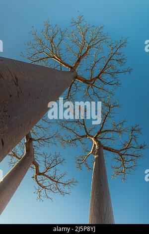 Low angle view of un Baobab (Adansonia digitata) Banque D'Images