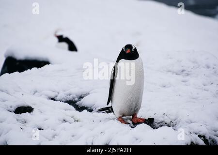 pingouin gentoo debout sur une roche enneigée en Antarctique Banque D'Images