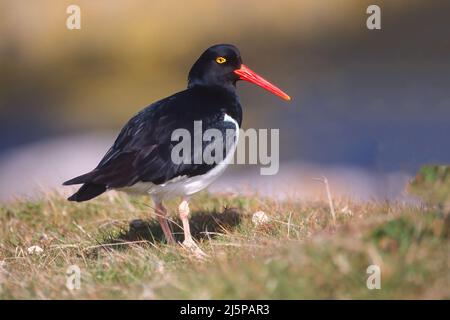 Oystercatcher Magellanique (Haematopus leucopodus), île de la carcasse, îles Falkland Banque D'Images