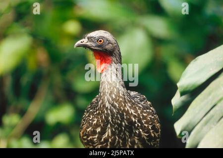 Guan (Penelope obscura), Forêt pluviale de l'Atlantique, Brésil Banque D'Images