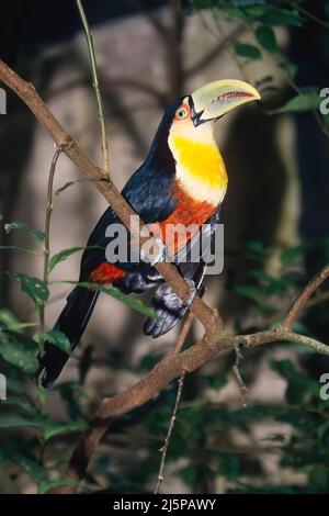 Toucan à poitrine rouge (Ramphastos dicolorus), Mato Grosso, Pantanal, Brésil Banque D'Images