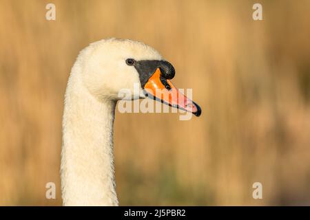 Portrait d'un cygne blanc muet avec un bec orange blessé. Jour de printemps ensoleillé au bord d'un lac. Arrière-plan marron flou. Banque D'Images