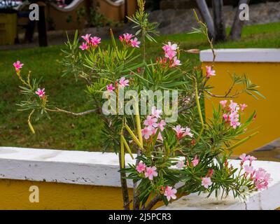 Bougainvilliers rose dans un complexe de Bonaire Banque D'Images