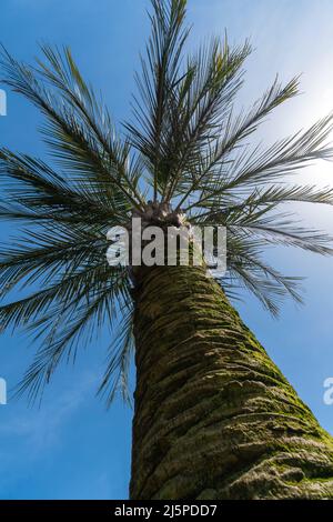 Gros plan d'un palmier, l'écorce d'un tronc de palmier contre un ciel bleu clair. Photo verticale Banque D'Images