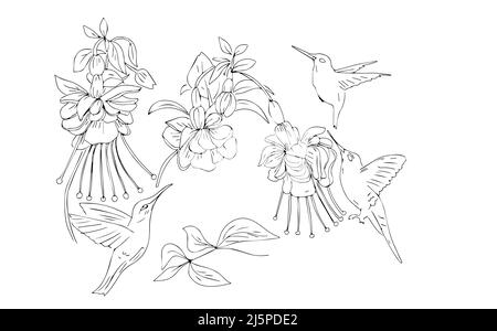 Hummingbird et fuchsia oiseaux fleurs printemps fleurs plantes graphiques illustration livre de coloriage dessiné à la main pour les enfants esquisse Doodle Banque D'Images