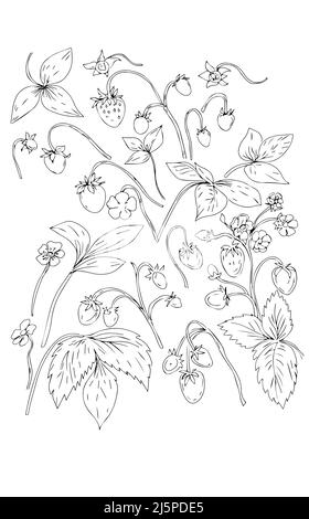 fraise fruits fleurs printemps fleurs plantes graphiques illustration graphique livre de coloriage dessiné à la main pour les enfants esquisse doodle Banque D'Images