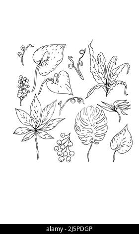 feuilles tropicales dessin main graphiques esquisse doodle fleurs végétation flore Banque D'Images