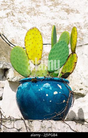 Grand vase ou pot en céramique bleue avec cactus sur le toit de la belle maison Trulli ou Trullo, cabane traditionnelle en pierre sèche des Pouilles avec un toit conique Banque D'Images