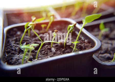 Gros plan des semis de Pepper germent sur un plateau de semis noir. De jeunes pousses de légumes verts se brisent au soleil sur le rebord de la fenêtre. Faible profondeur de champ. Banque D'Images