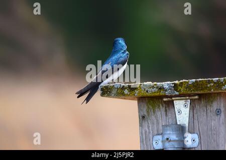 Un Bruant d'arbre bleu perché sur une maison d'oiseaux en bois Banque D'Images