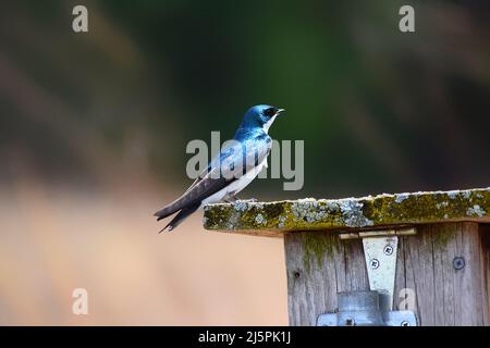 Un Bruant d'arbre bleu perché sur une maison d'oiseaux en bois Banque D'Images
