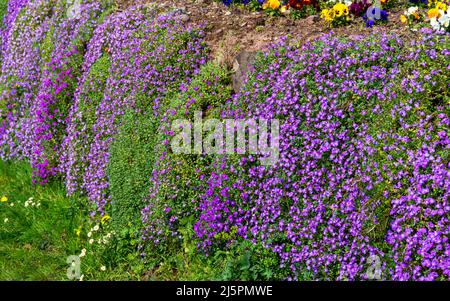 Aubrieta fleurs en cascade sur un mur comme ils sont en floraison Banque D'Images