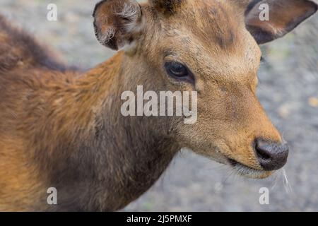 Portrait de cerf ou de chevreuil debout au sol. Banque D'Images