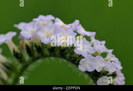 Heliotropium indicum ou héliotrope indien - gros plan des fleurs d'héliotrope indien sur un fond flou. Macro Shot Heliotropium indicum wi Banque D'Images