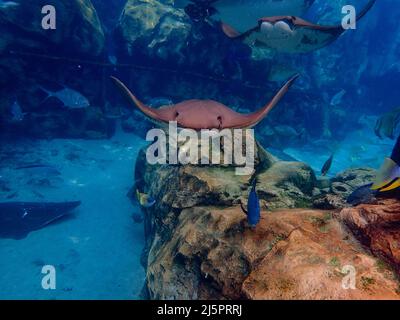 Cawnose Ray nageant au-dessus du récif de corail, raies Banque D'Images