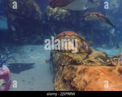 Cawnose Ray nageant au-dessus du récif de corail, raies Banque D'Images