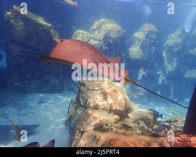 Cawnose Ray nageant au-dessus du récif de corail, raies Banque D'Images