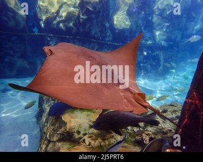 Cawnose Ray nageant au-dessus du récif de corail, raies Banque D'Images