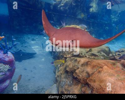 Cawnose Ray nageant au-dessus du récif de corail, raies Banque D'Images