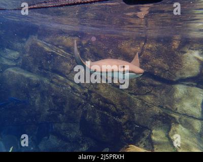 Cawnose Ray nageant au-dessus du récif de corail, raies Banque D'Images