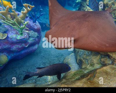 Cawnose Ray nageant au-dessus du récif de corail, raies Banque D'Images