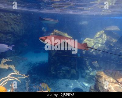 Cawnose Ray nageant au-dessus du récif de corail, raies Banque D'Images