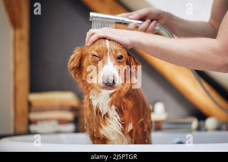 Un chien prend un bain dans la salle de bains. Démonstration de la Nouvelle-Écosse Duck Tolling Retriever à la maison. Banque D'Images