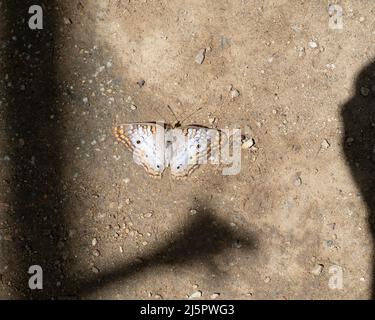 Un papillon de paon blanc (Anartia jatrophe) est baigné de soleil sur le sol. Banque D'Images