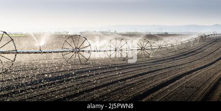 L'arroseur de ligne de roue irrigue un champ, dans les champs fertiles de la ferme Banque D'Images