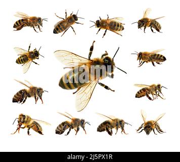 Groupe d'abeilles ou d'abeilles mellifera latines Apis, abeilles européennes ou occidentales isolées sur fond blanc, abeilles dorées Banque D'Images