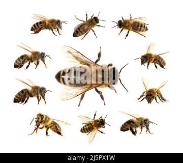 Groupe d'abeilles ou d'abeilles mellifera latines Apis, abeilles européennes ou occidentales isolées sur fond blanc, abeilles dorées Banque D'Images