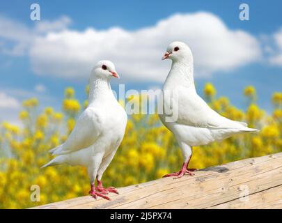 Belle vue de deux pigeons blancs sur la perche avec fond de colza à fleurs jaunes et ciel bleu, pigeon impérial, ducula Banque D'Images