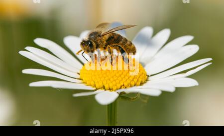 Détail de l'abeille ou de l'abeille en latin APIs mellifera, abeille européenne ou occidentale assise sur la fleur blanche de la Marguerite commune Banque D'Images