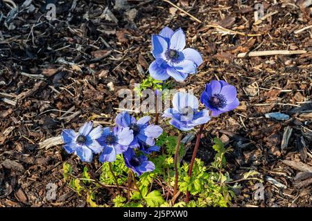 Anemone coronaria 'Hollandia' plante bulbeuse à fleurs printanières avec une fleur de printemps bleue, image de stock photo Banque D'Images