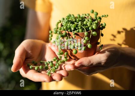 Main de fille tenant un petit pot en terre cuite avec Senecio Rowley-anus communément connu comme une chaîne de perles Banque D'Images