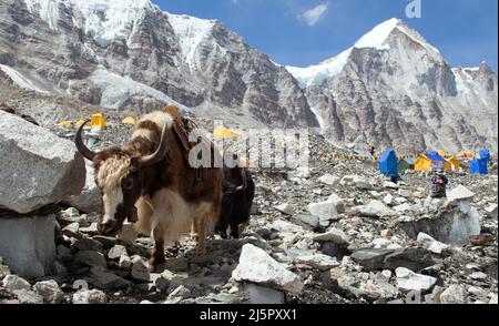 Caravane de yaks dans le camp de base de l'Everest, montagnes de l'himalaya du Népal Banque D'Images