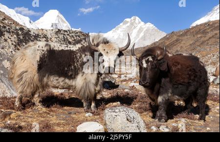 Groupe de deux yaks, bos grunniens ou bos mutus, sur le chemin du camp de base de l'Everest, montagnes de l'Himalaya du Népal Banque D'Images