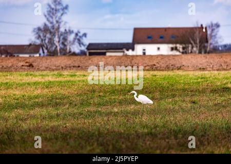 Les humains et les animaux coexistent de plus en plus, pas seulement dans les zones rurales Banque D'Images