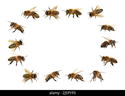 Groupe d'abeilles ou d'abeilles mellifera latines Apis, abeilles européennes ou occidentales isolées sur fond blanc, abeilles dorées Banque D'Images