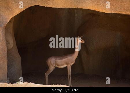 Gerenuk du sud (également connu sous le nom de gazelle girafe) Banque D'Images