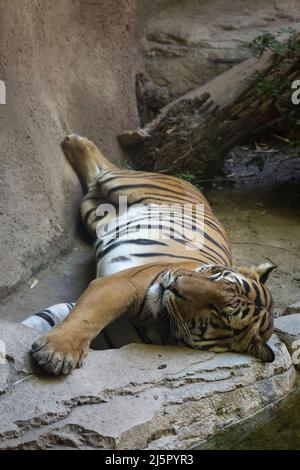 Tigre de Malaisie couché sur son sol clos dans le zoo de San Diego Banque D'Images