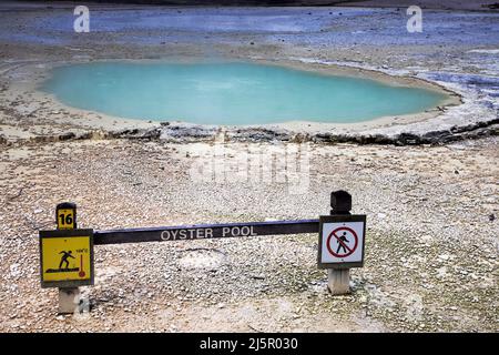 Piscine à huîtres avec cuisine ou eau à 100 degrés C dans le parc géothermique de Waiotherapy. Waiotapu, également épeautre Wai-O-Tapu (Māori pour les 'eaux acreds') est une loi Banque D'Images