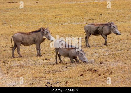 Herbe mangeant de la famille warthog (Phacochoerus africanus) Banque D'Images