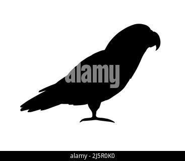 Silhouette de perroquet africain noir vectoriel gris isolée sur fond blanc Illustration de Vecteur