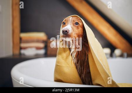 Chien mouillé après la douche enveloppé dans une serviette dans la salle de bains. Bain de la Nouvelle-Écosse Duck Tolling Retriever. Banque D'Images